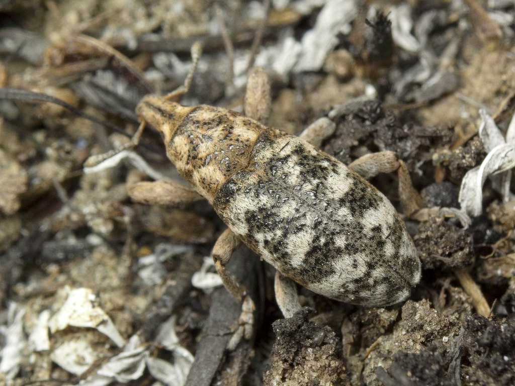 Adosomus roridus (Pallas, 1781)